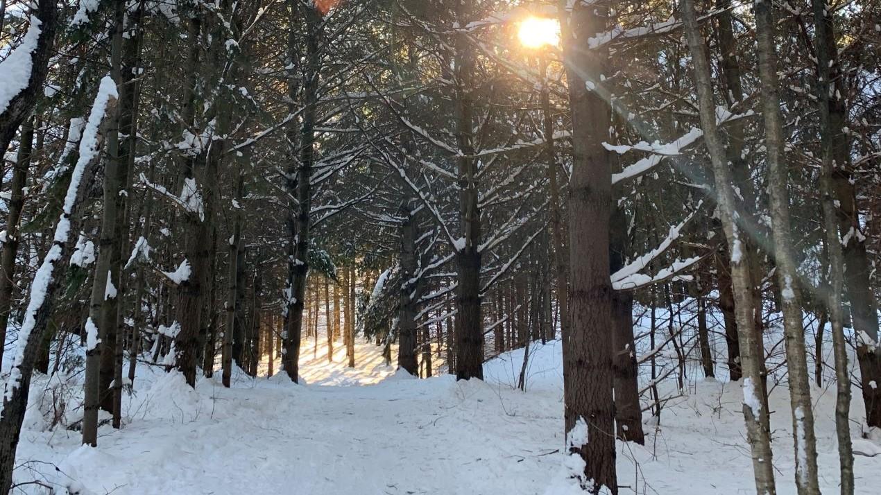 Une forêt en hiver au coucher du soleil.