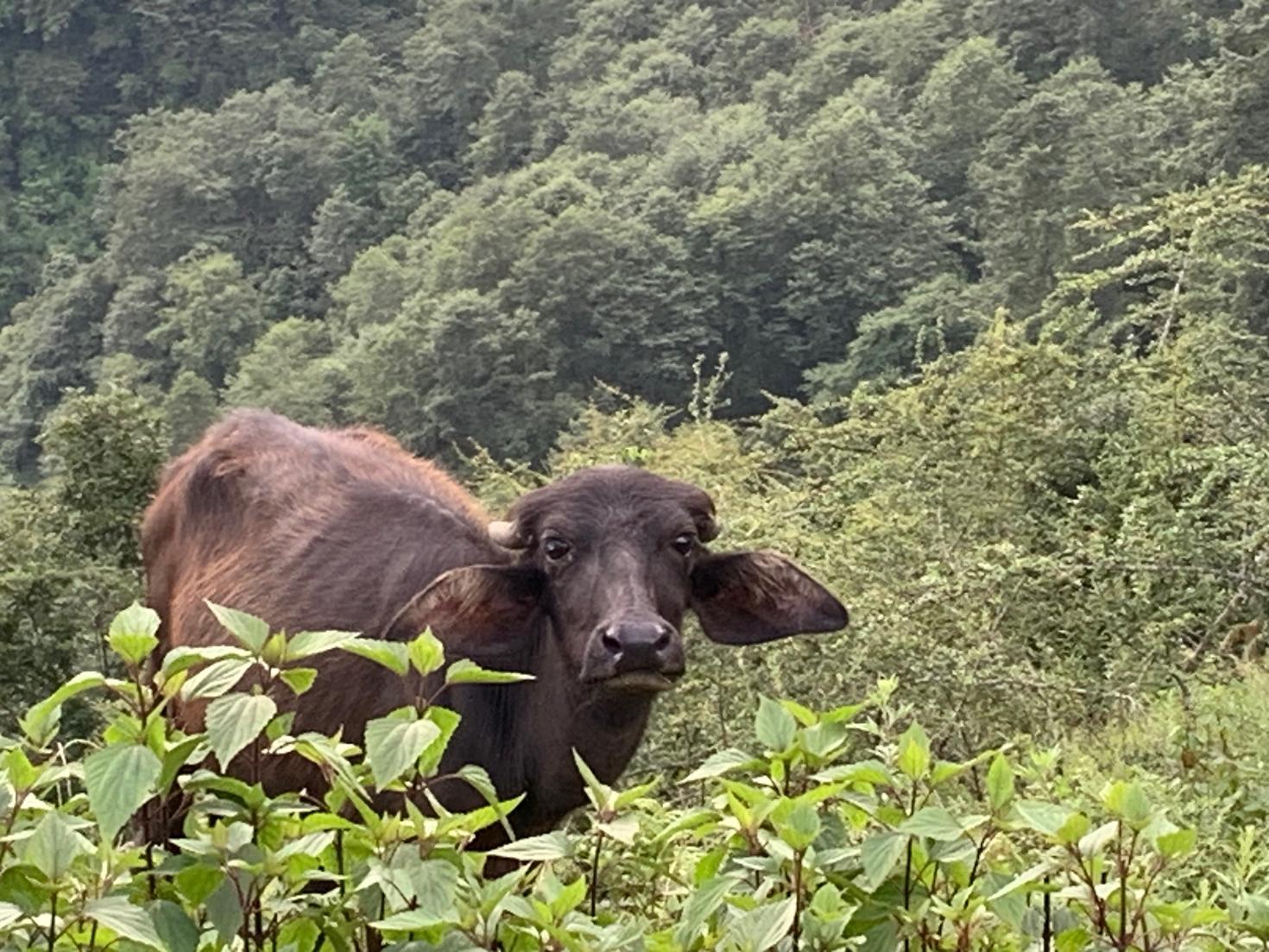 Une vache brune au milieu d'une forêt