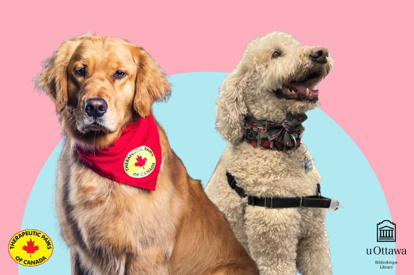 Chiens de thérapie