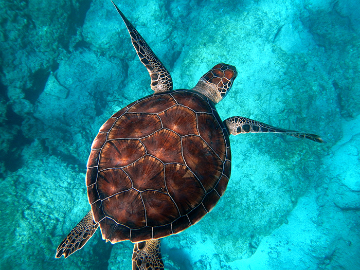 Tortue de mer dans l'eau turquoise