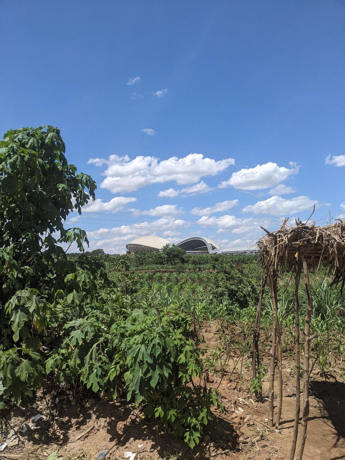 The sky in the background with a field covered with grass and mini trees in the foreground