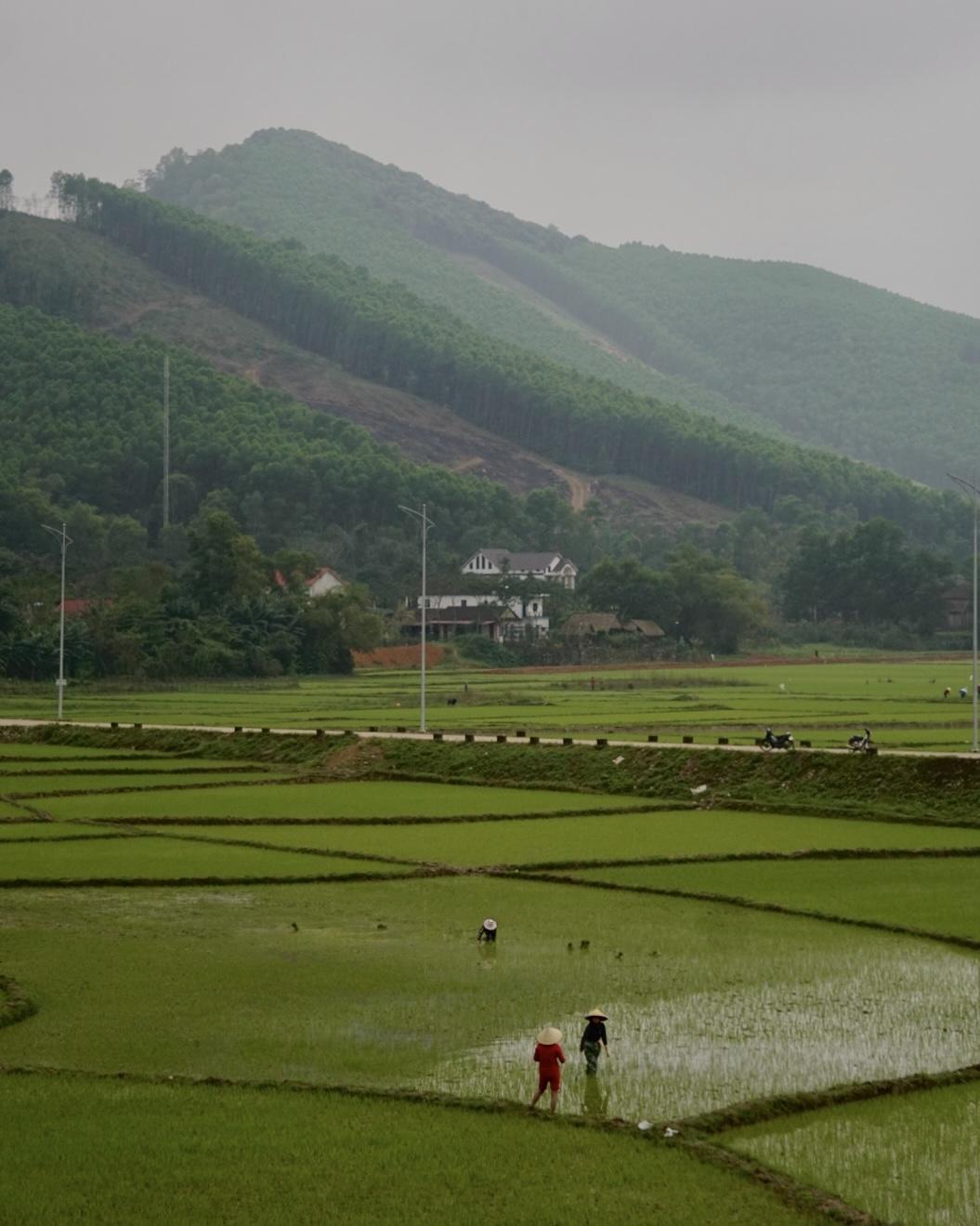 Huge field in the foreground with three people seemingly harvesting. Mountains in the background