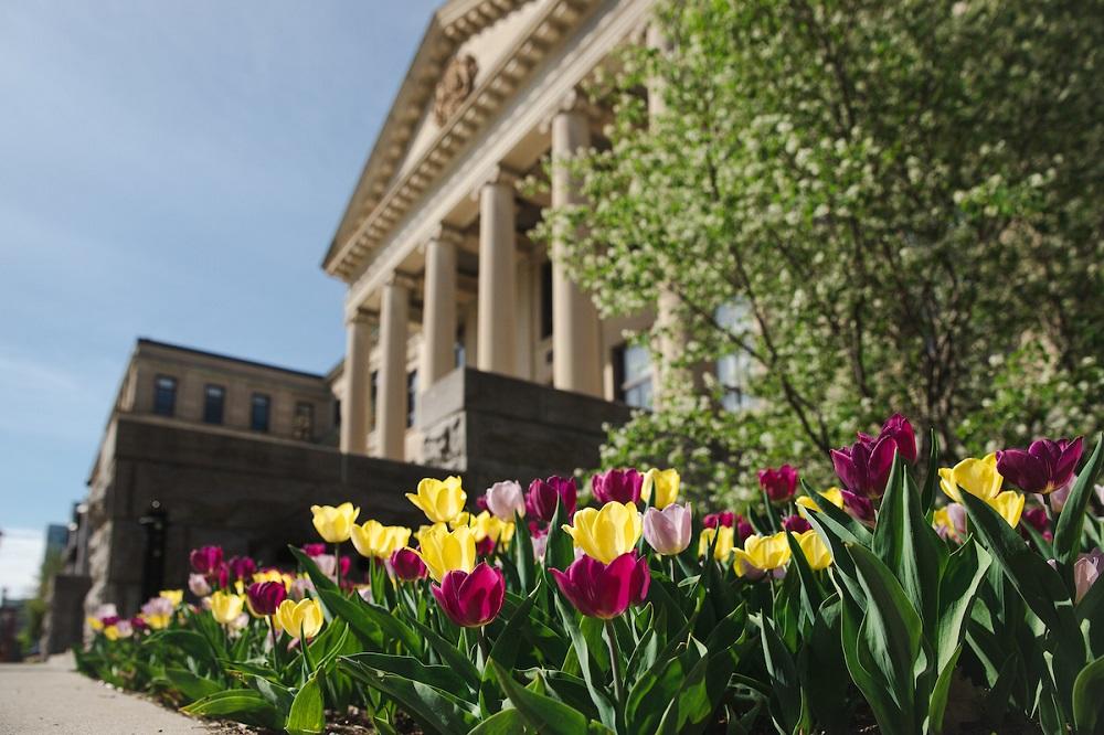 Tulipes devant le pavillon Tabaret