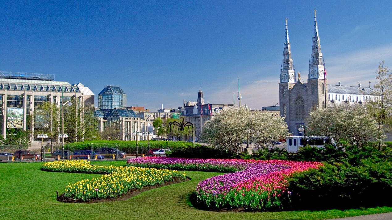 Tulips in bloom at Major's Hill Park.