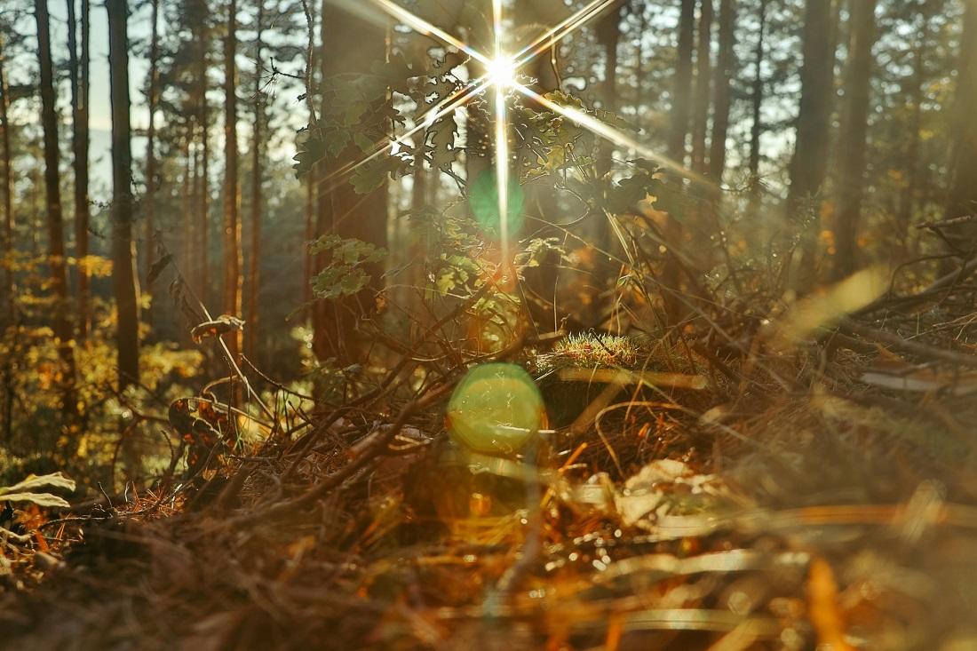 Dusk in woods