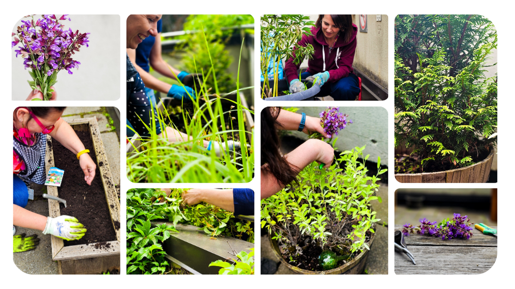 Collage d'images de l'événement Spirit Garden montrant les remèdes sacrés et les participants s'occupant du jardin.