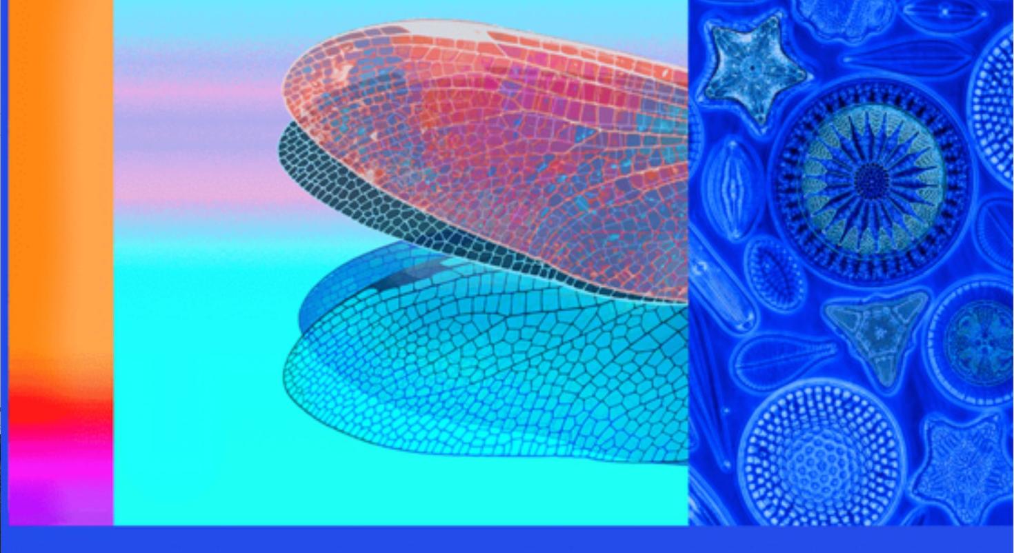 Gros plan d’une partie de l’œuvre d’art de Jennifer Macklem représentant une aile et un œil microscopiques agrandis d’une libellule dans des tons de bleu, orange, rose et rouge vifs.