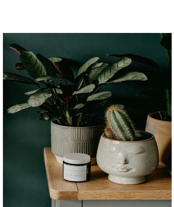 plantes