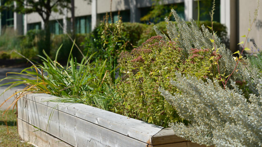 Closeup of the Indigenous Garden