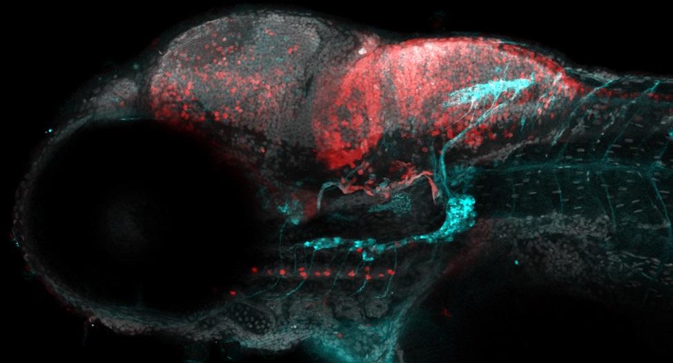 Larve de poisson-zèbre transgénique. Les cellules gustatives sensibles à l’oxygène sont en rouge, et les nerfs sensitifs reliant les bourgeons gustatifs et le cerveau sont en bleu