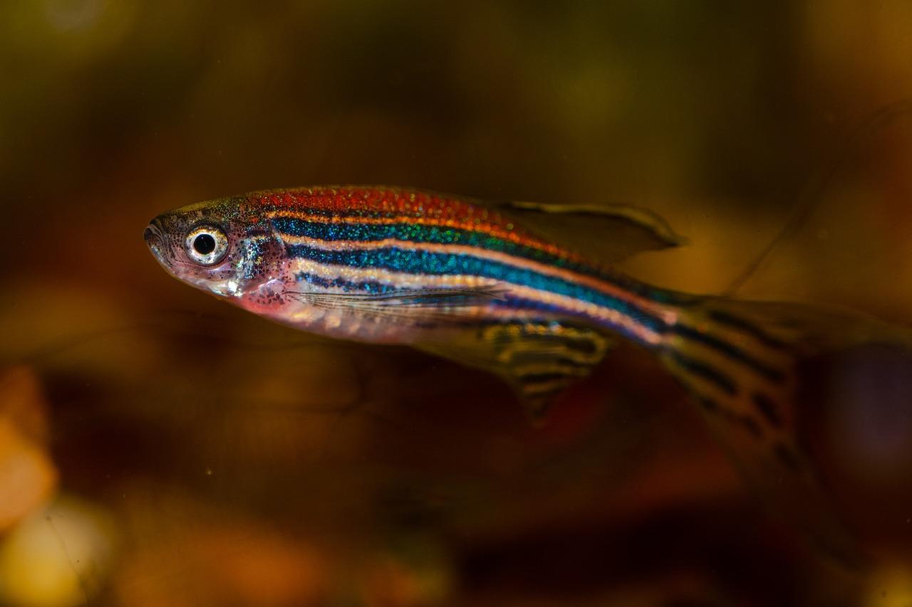 Poisson-zèbre – Photo : Pixabay