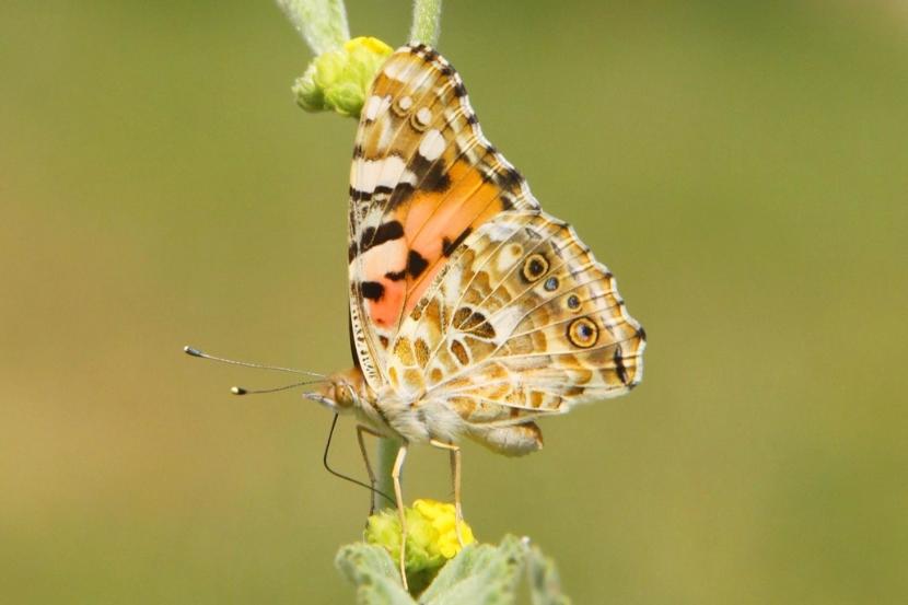 Un papillon Belle-Dame posé sur une plante – photo credit: Gerard Talavera