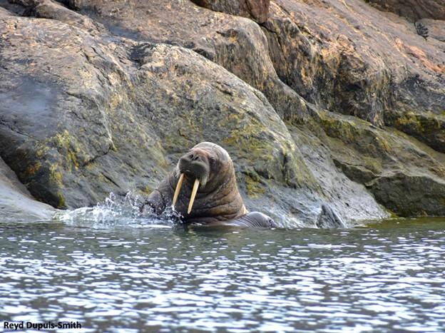 Un morse dans l’eau – Photo : Reyd Dupuis-Smith