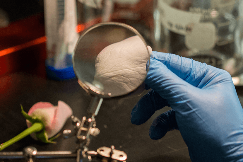 Un pétale de rose vue à travers une loupe.