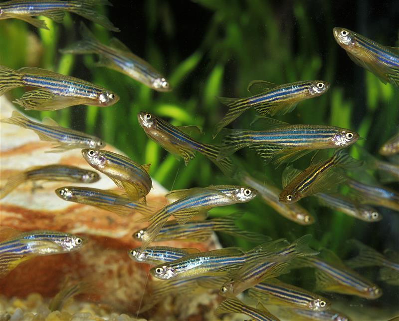 Une équipe de recherche découvre une hormone qui stimule l’ovulation chez le poisson-zèbre