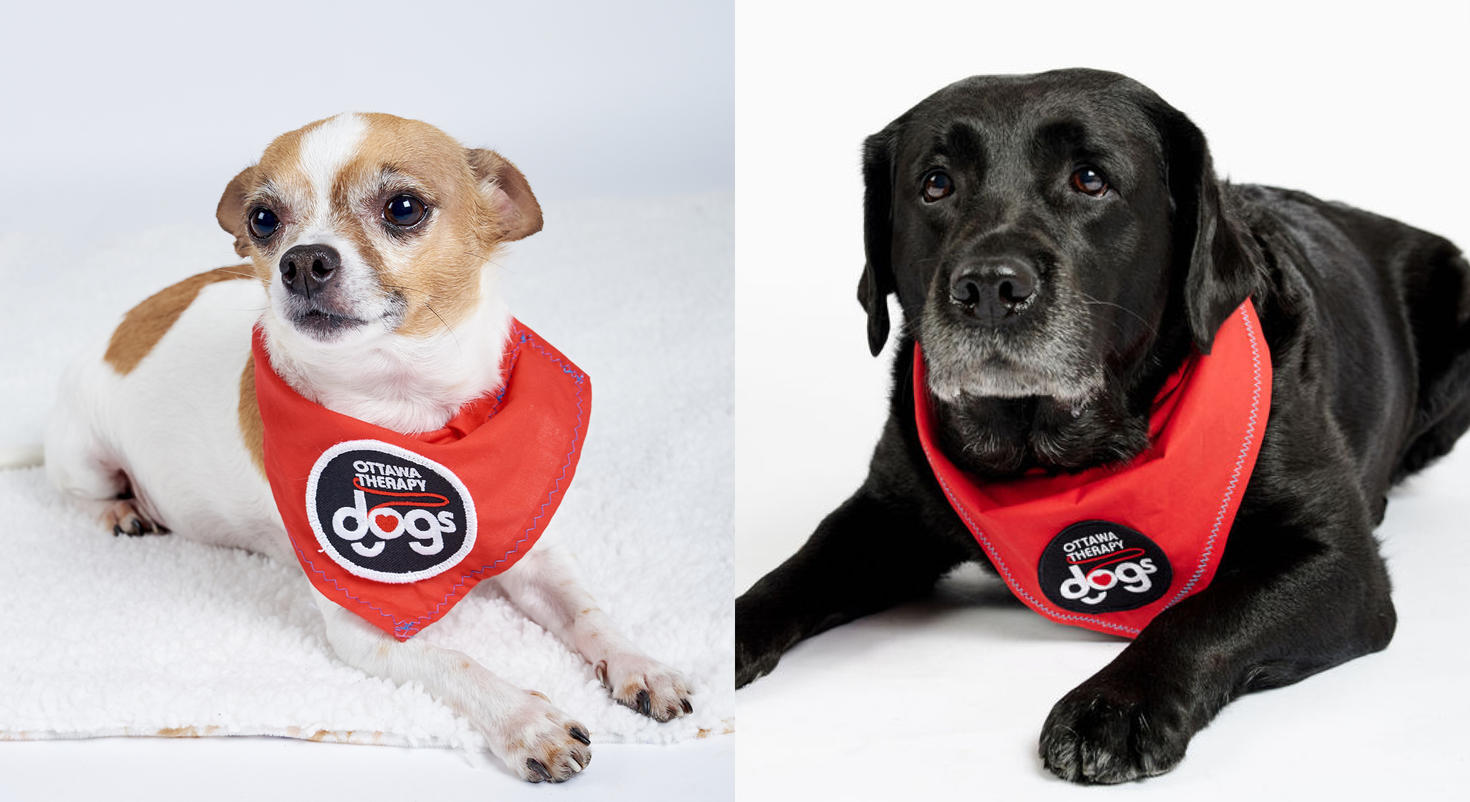 Deux chiens de thérapie, Rikki, un labrador noir, et Mayday, un chihuahua.