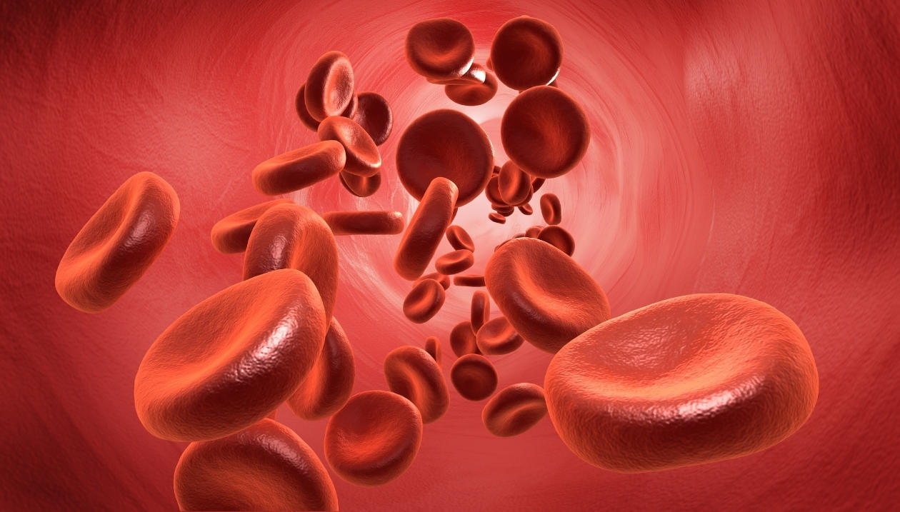 Circulation sanguine.