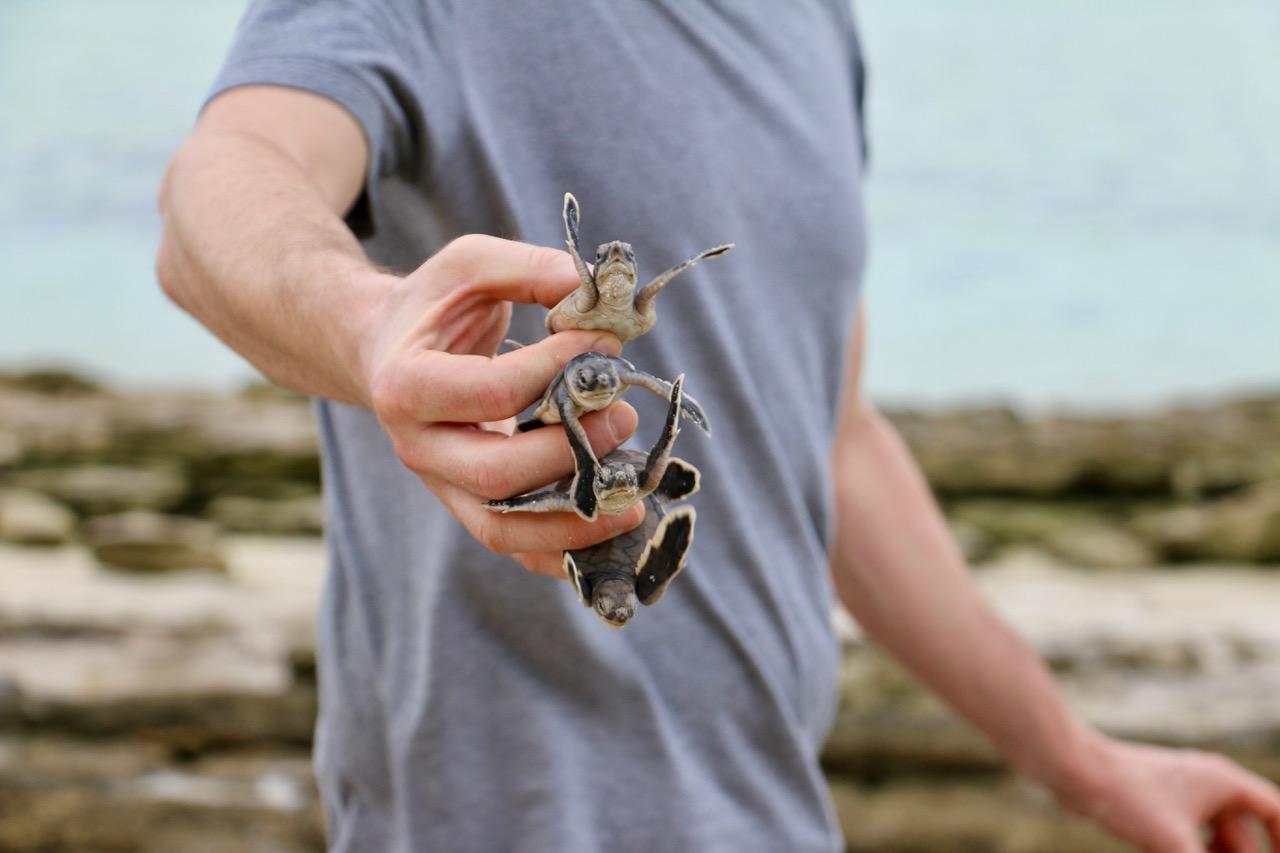Professor Matthew Pamenter, wearing a grey t-shirt, is holding four turtle hatchlings in his hand. The hatchlings were marooned at low tide on the Great Barrier Reef.