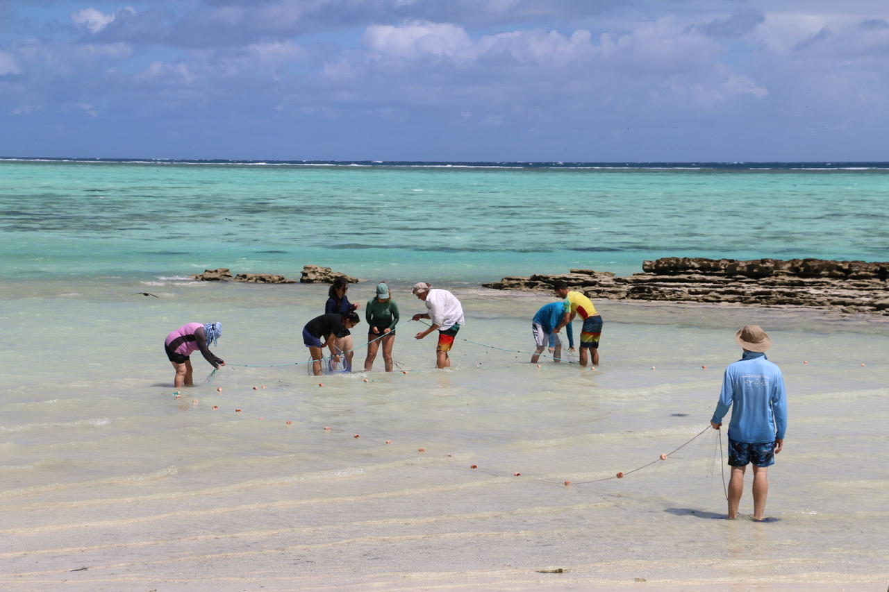 Researchers wading in shallow coastal waters during low tide, using seine nets to capture shovelnose rays for study. A turquoise ocean and a reef are visible in the background.