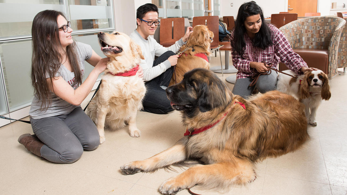 Trois étudiants en zoothérapie caressant des chiens.