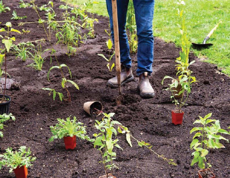 Planting native flowers