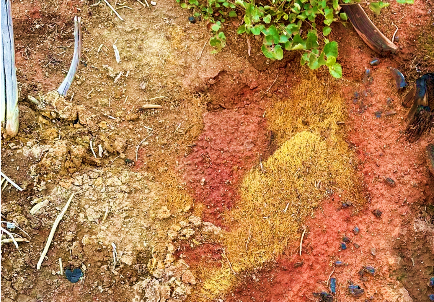 Ground surface showing signs of degradation