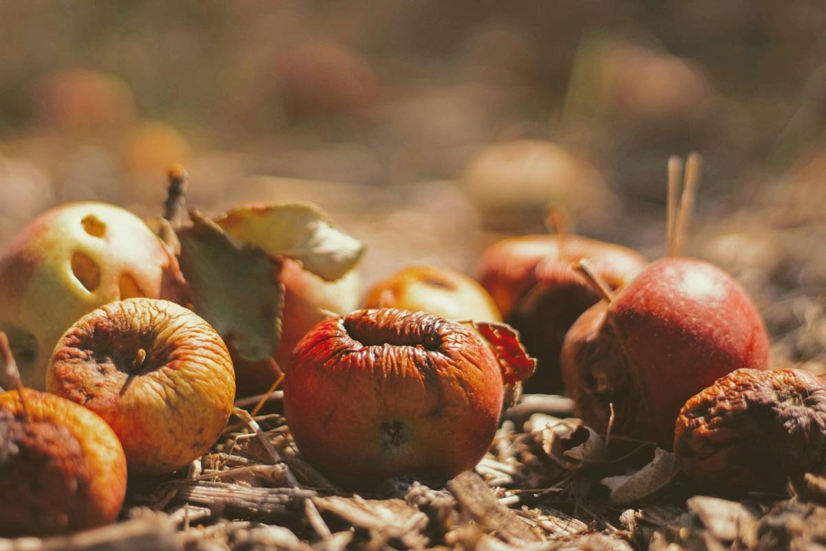 Rotting apples