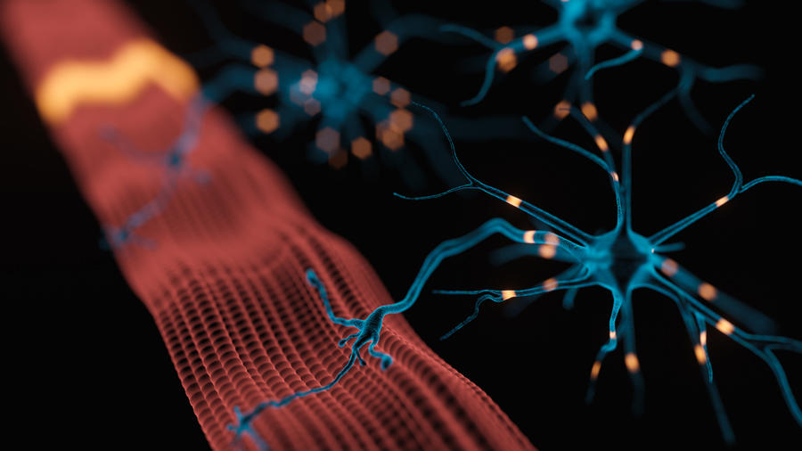 Illustration de la jonction neuromusculaire