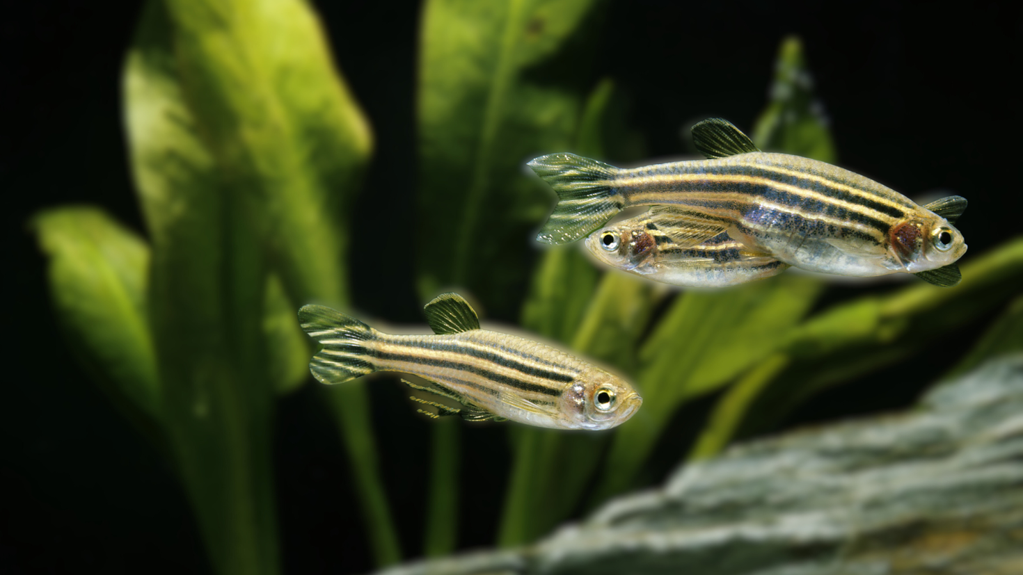 Groupe de poissons zèbres dans leur habitat naturel.