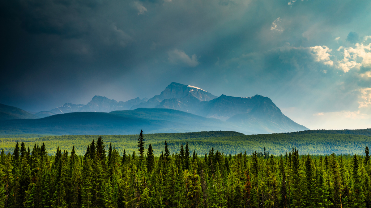Landscape with evergreen trees in the foreground and mountains in the background