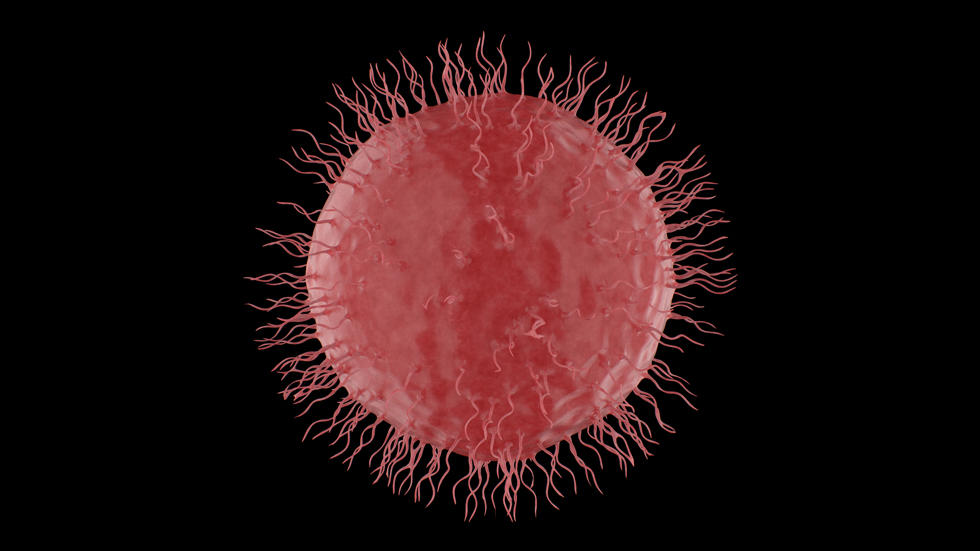 Immune system cell