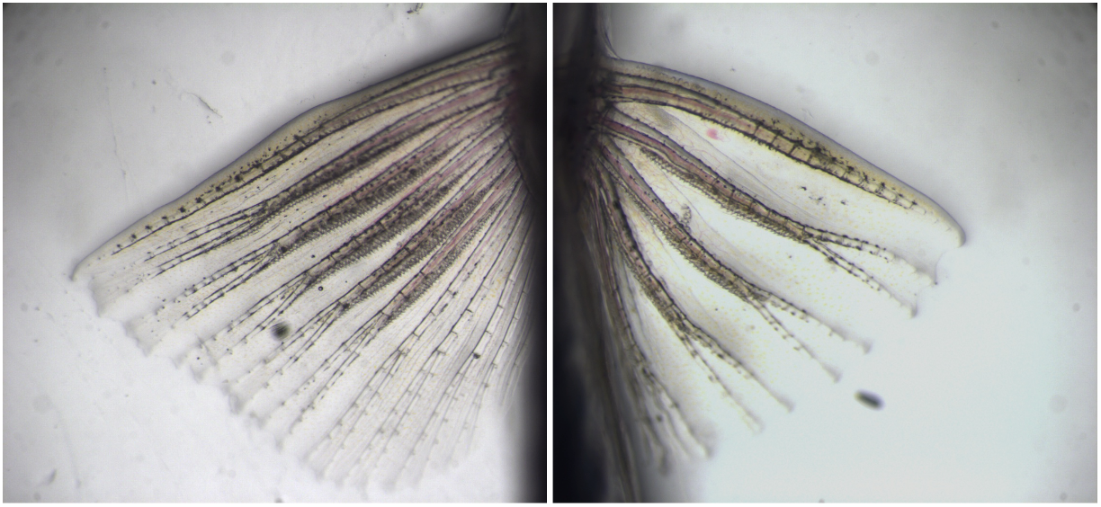 Pectoral fins of zebrafish adult wildtype male (left) and and1-/-and2-/- double mutant (right)