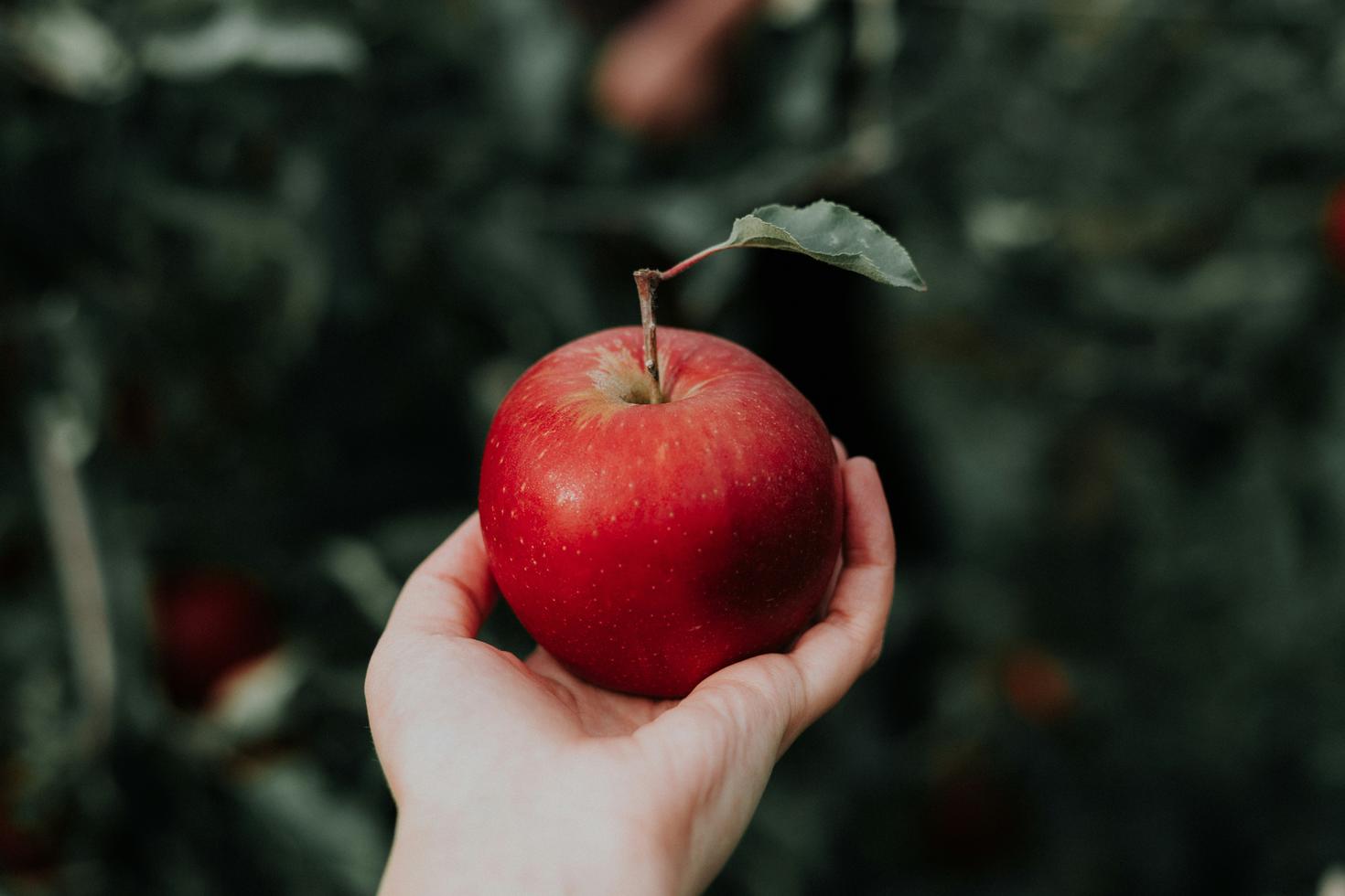 A hand holding a ripe red Macintosh apple