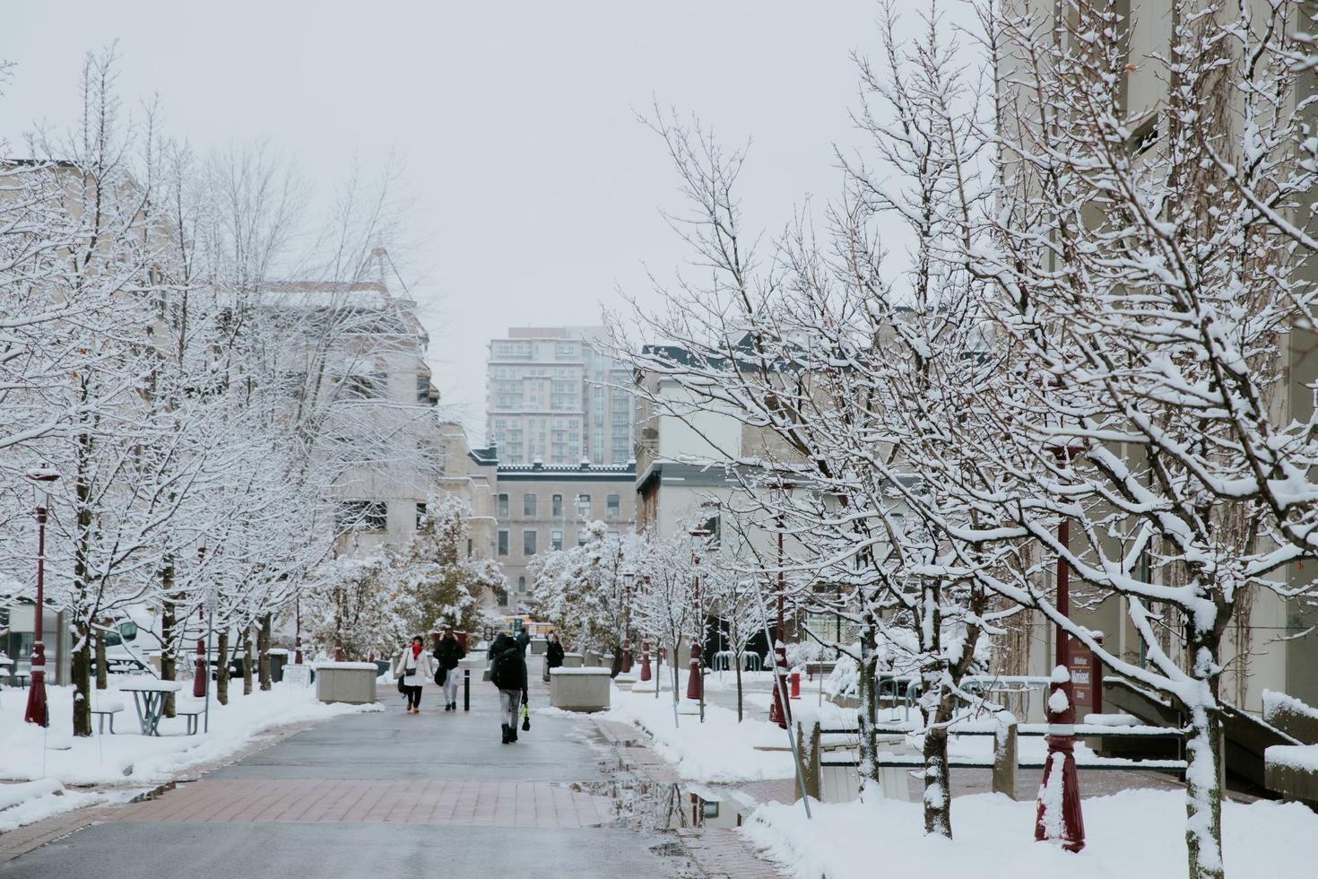 La neige s'accroche aux branches des arbres le long de la Grand Allée / Kichi Mìkàns, la voie piétonne de l'Université d'Ottawa.