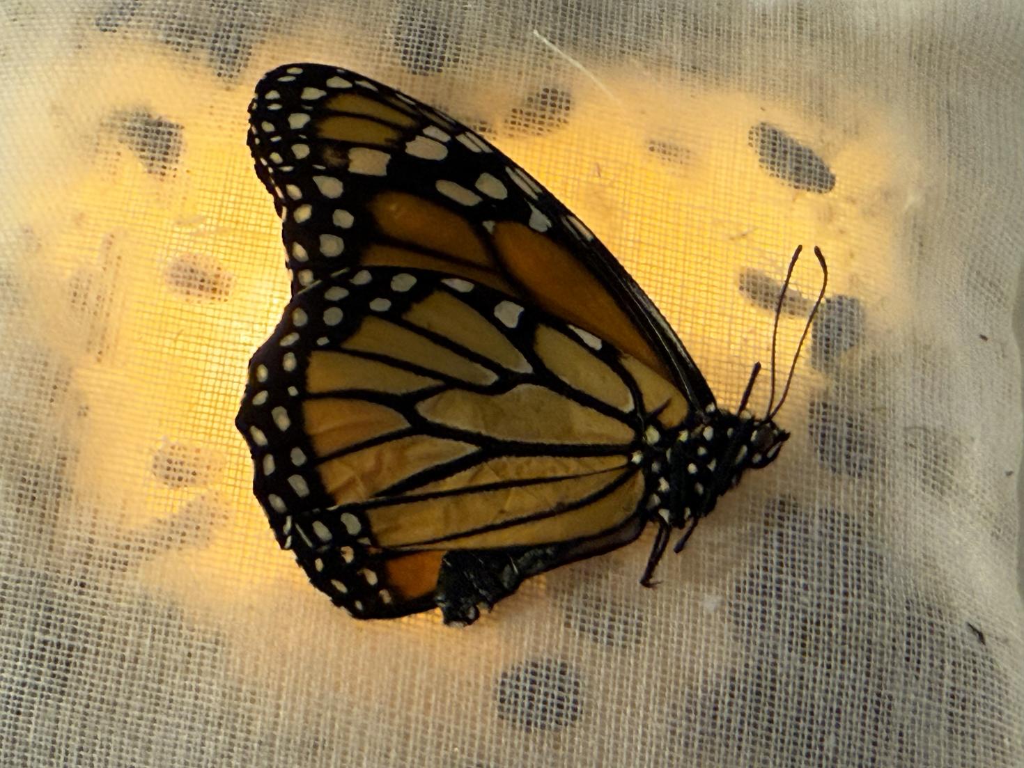 Preserved butterfly – Photo: Valérie Chartrand