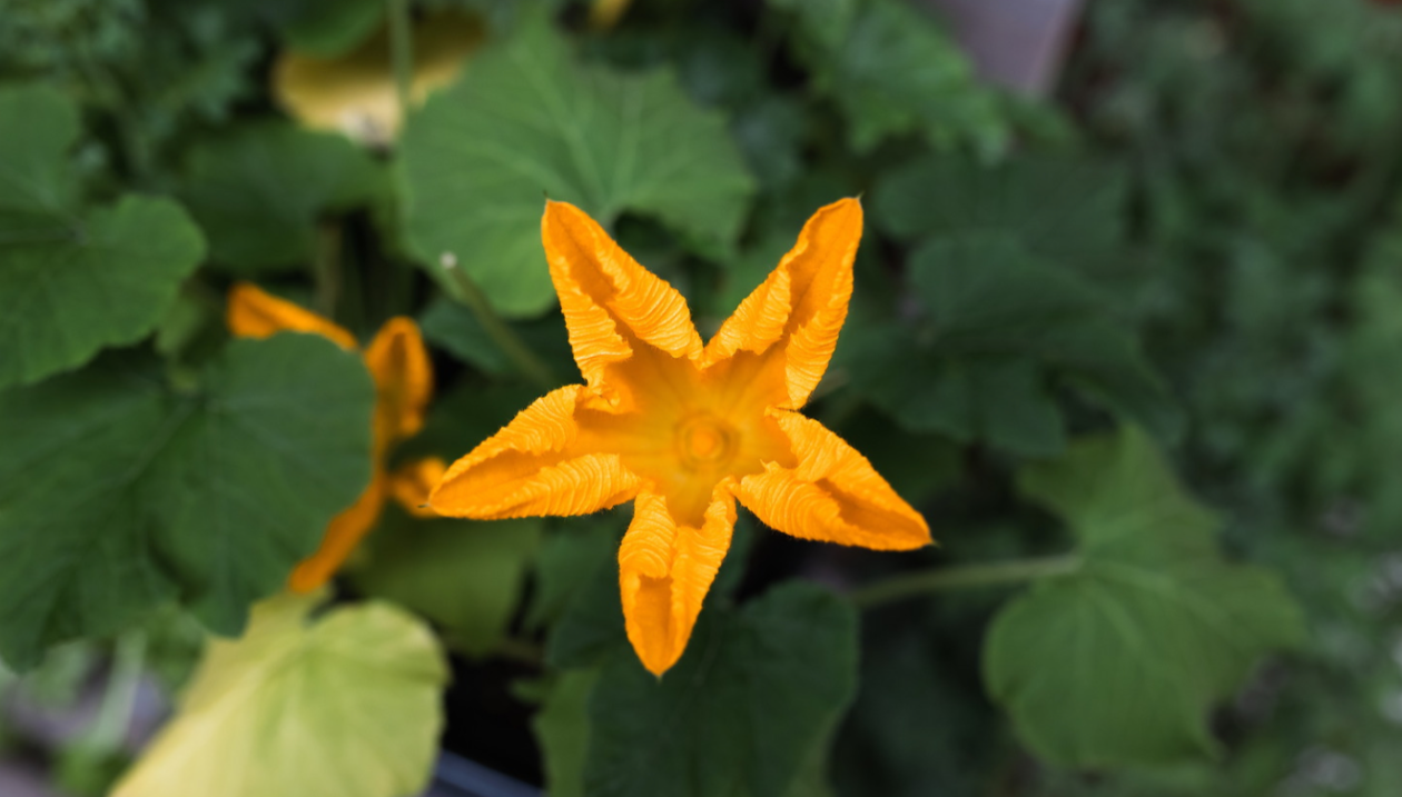 Pumpkin flower.