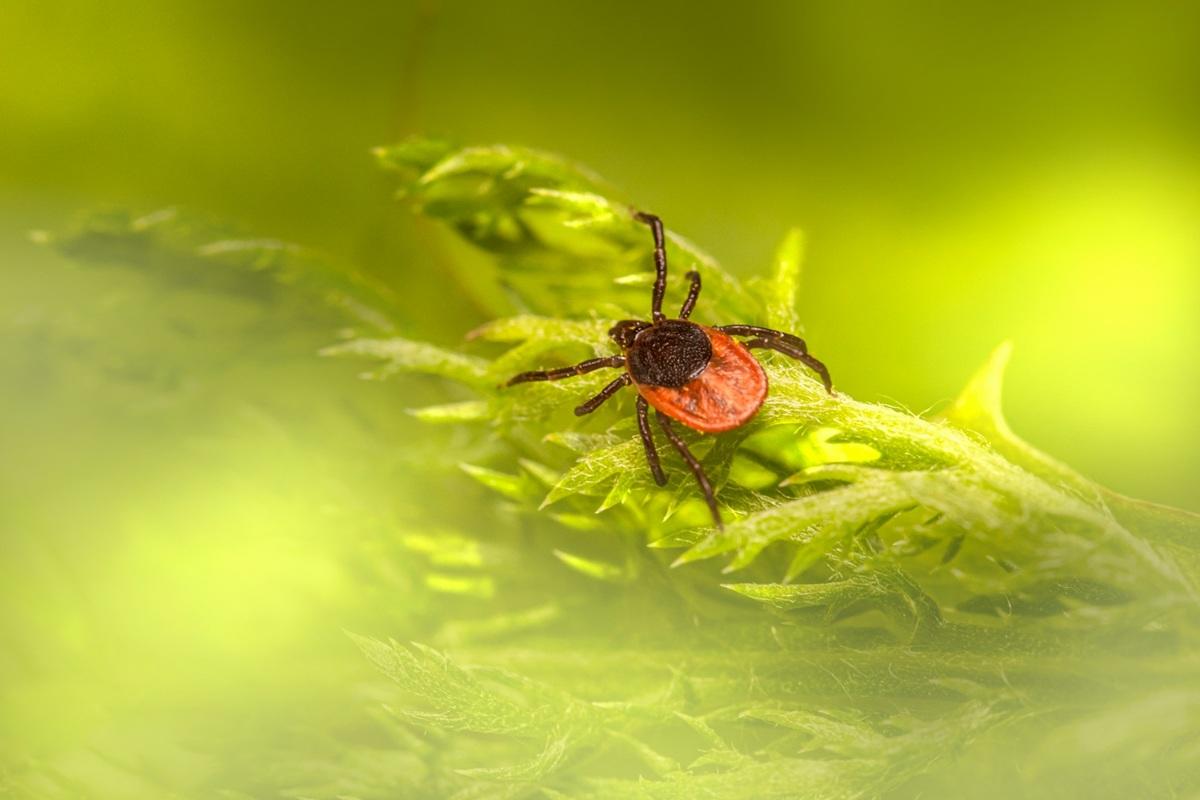 Black-legged tick