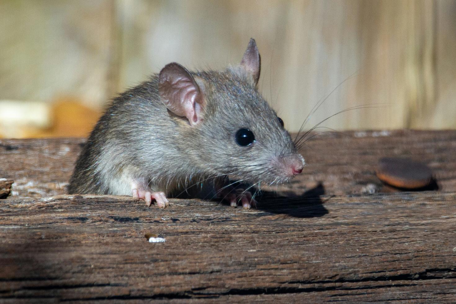 What do we need to know about the hantavirus outbreak?