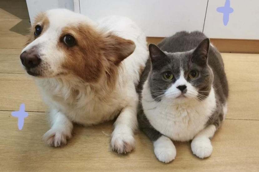 A dog and a cat.