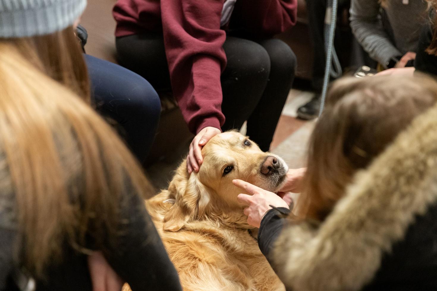 Students playing with a dog 