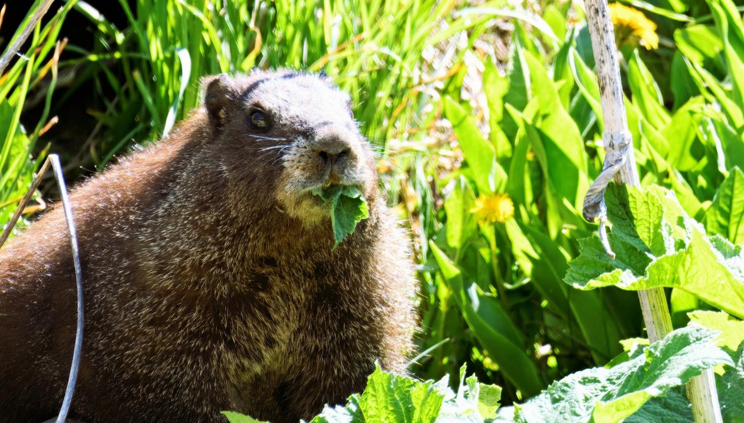 A marmot eating leaves in its natural habitat. 