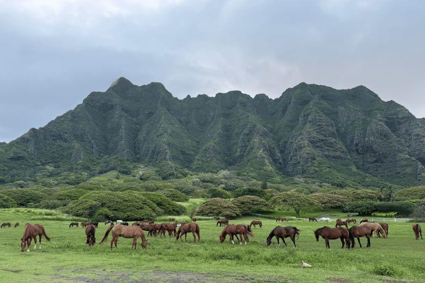 Horses graze in a field with a mountain in the background in Manao, Hawaii