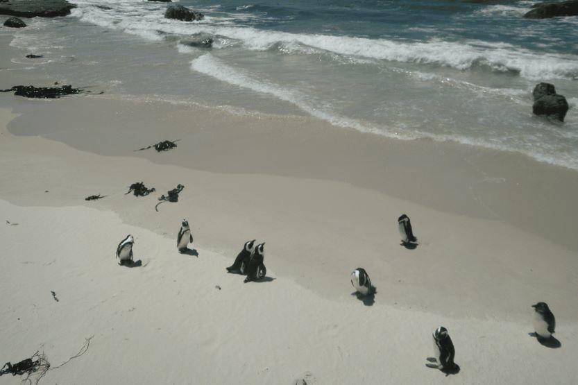 Penguins on a beach in South Africa.
