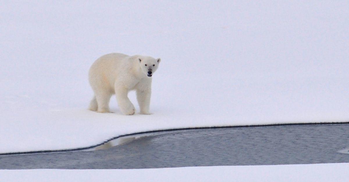 Un ours polaire marche sur la neige