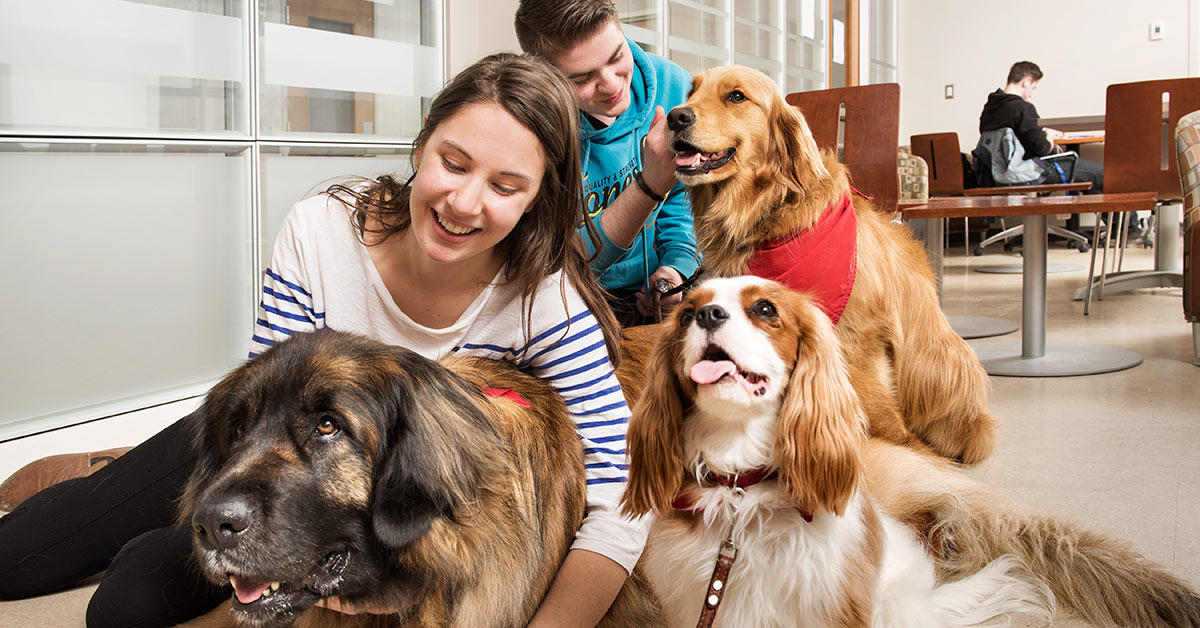 Deux étudiants caressent trois chiens en souriant.