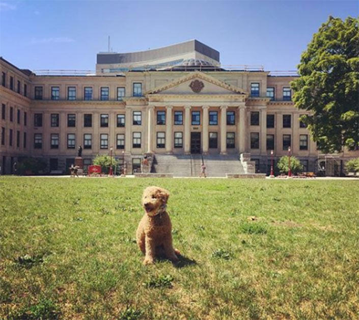 Un chien profite du soleil sur la pelouse du pavillon Tabaret.