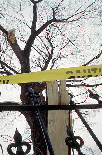 Le verglas a endommagé de nombreux arbres. 