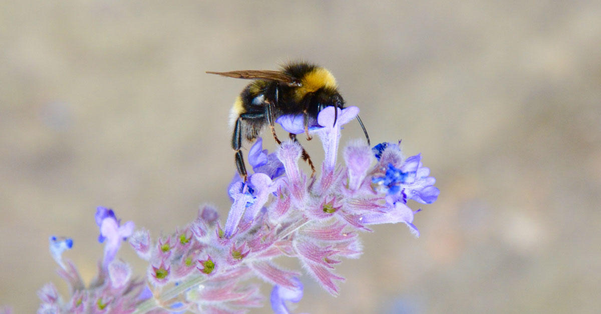 Un bourdon sur une fleur.