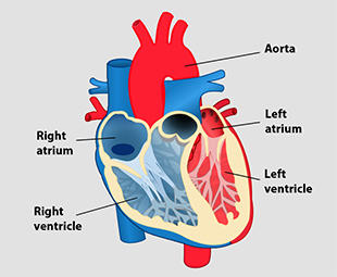 Diagramme de l'intérieur du cœur humain comprenant l'aorte, les oreillettes et les ventricules gauches et droits.