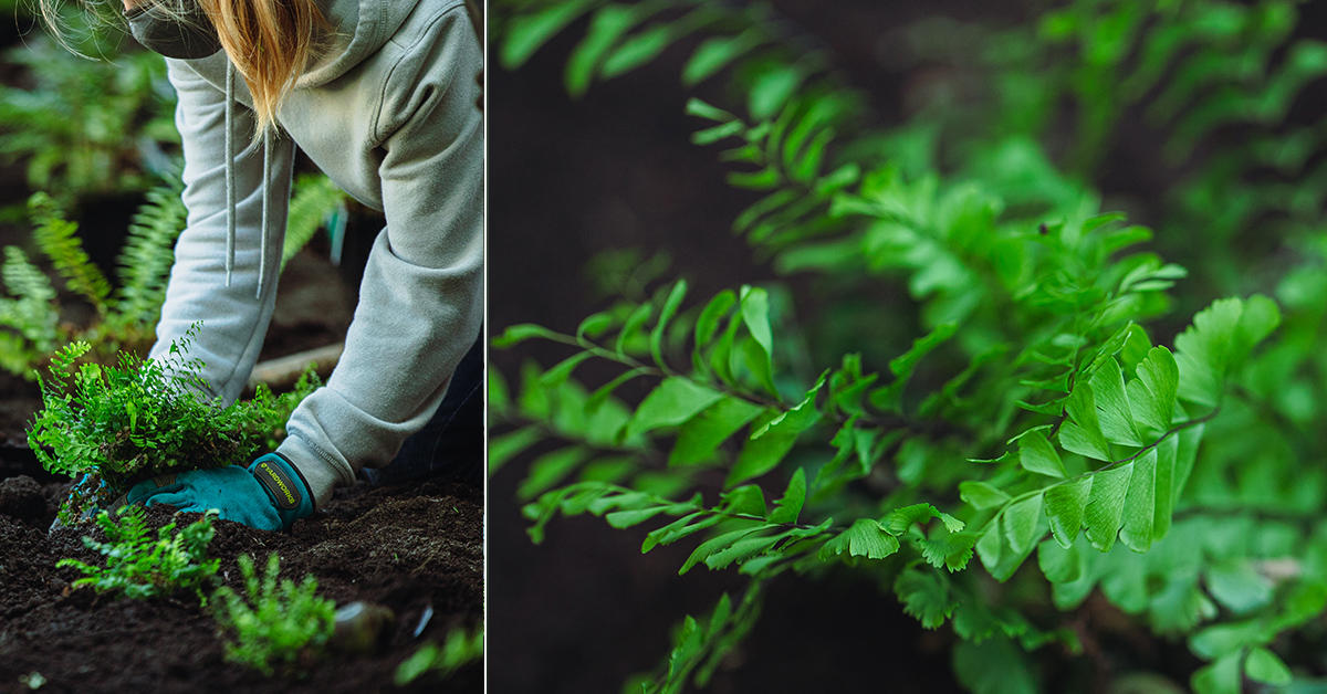 collage d'une femme blonde plantant une fougère et gros plan des feuilles de fougère